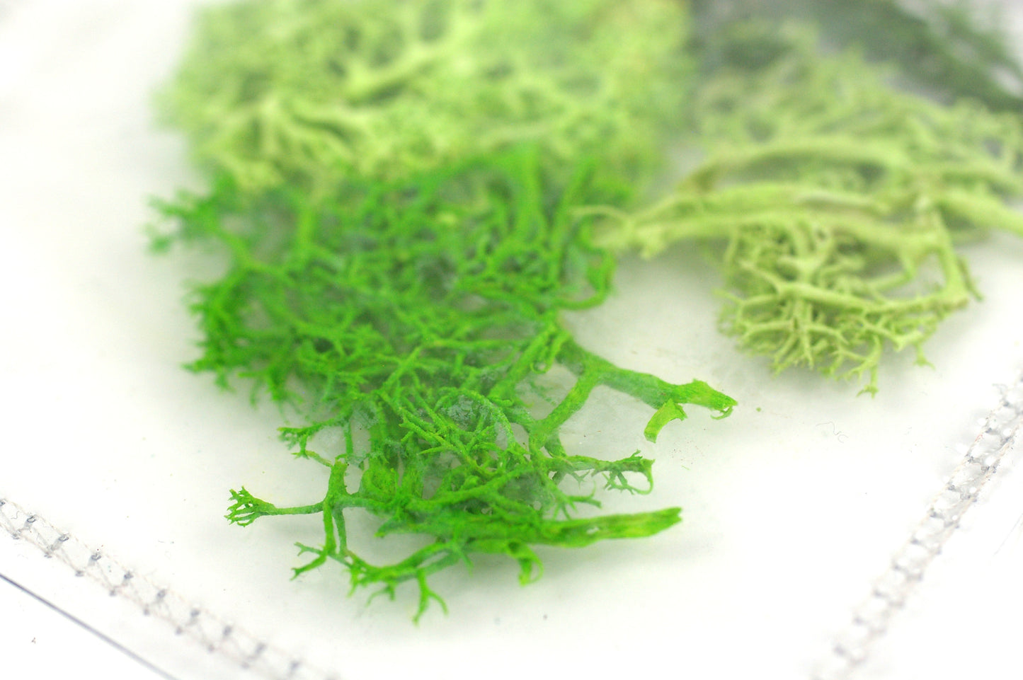 Clear sensory pouch with artificial moss - Wonder's Journey