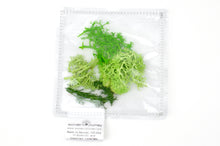 Load image into Gallery viewer, Clear sensory pouch with artificial moss - Wonder&#39;s Journey
