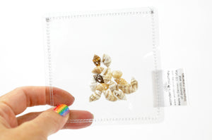 Clear sensory pouch with mini seashells - Wonder's Journey